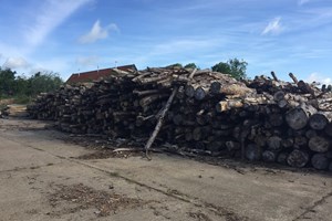 June 2017; we've got a big pile of firewood, seasoning for sale next winter