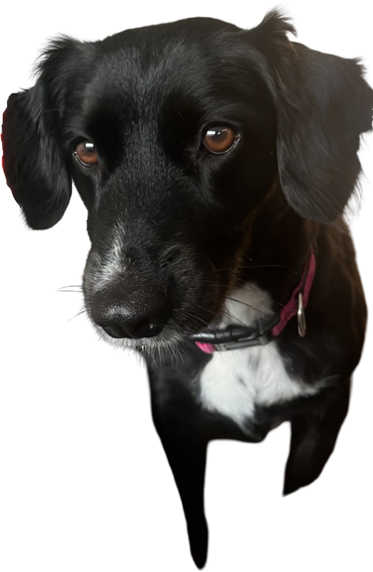 Winnie - Chichester Office Security