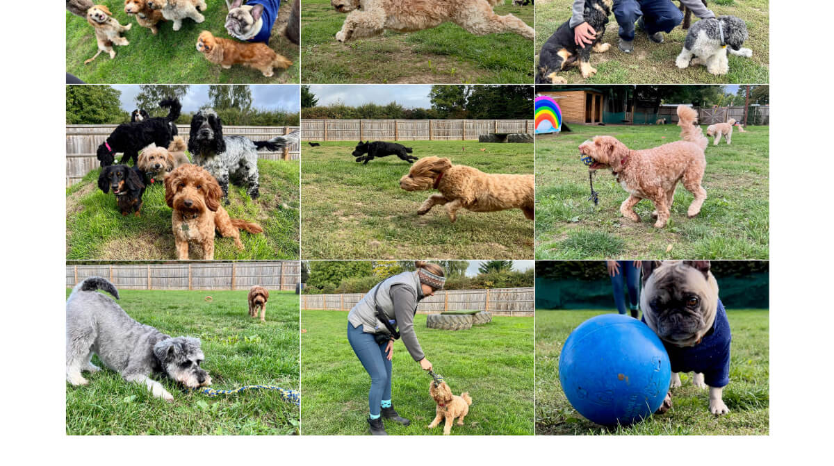 Claire's Comfy Canines website icons screenshot