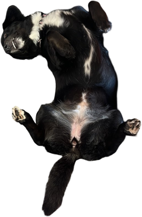 Winnie - Chichester Office Security, sleeping on the job!