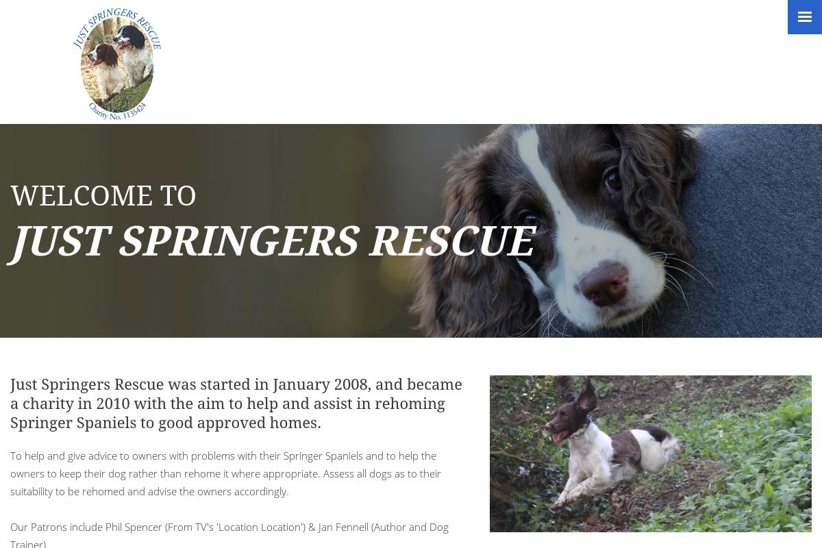 rescue springer spaniel
