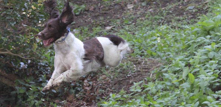 spaniel rescue south east